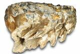 Woolly Mammoth Lower M Molar - North Sea Deposits #298461-5